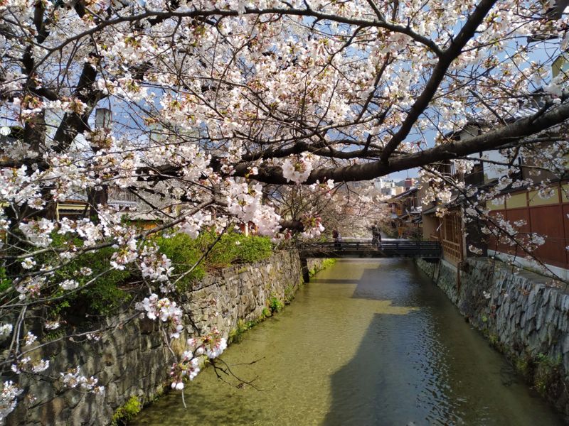 Lost in Travels - Gion shirakawa, Kyoto