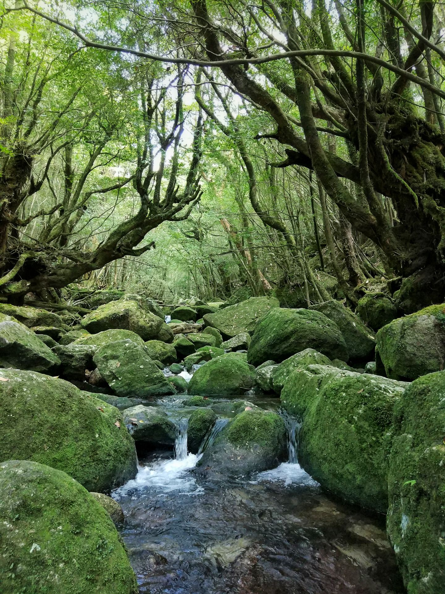 Lost in Travels - Moss covered forest on Yakushima island